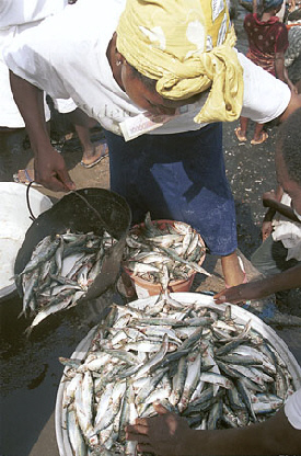 Fish wholesaler